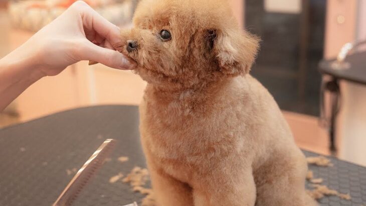 トリミングをした小型犬…まるでお人形のような『可愛すぎるお姿』が155万再生「もはや罪」「眠そうなの可愛い…」「天使かな？」と絶賛(ブログ)