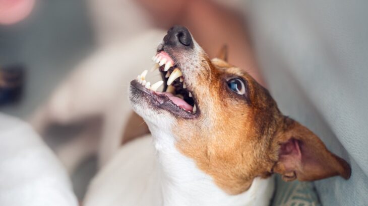 犬が人を咬む強さには6段階のレベルがある？動物行動学博士が考える対処が必要な場合と対応策をご紹介(ブログ)
