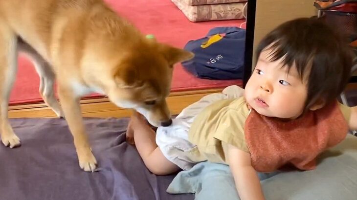 赤ちゃんがおしっこをしたら犬が…まさかの『必死に報告してくれる姿』が凄いと116万再生「可愛すぎるｗ」「面倒見のいいお兄ちゃん」と絶賛(ブログ)