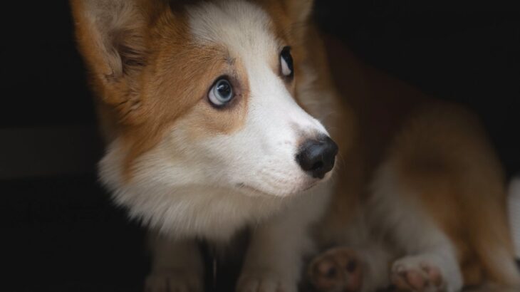 愛犬に『悪人だ』と思われる絶対NG行為3選　信頼関係が崩壊する飼い主の行動とは？(ブログ)