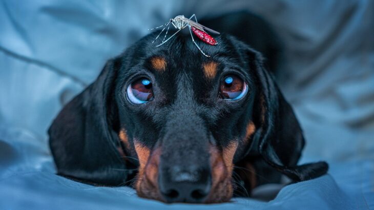犬が刺されてしまう可能性がある虫3選　刺された場合の悪影響や対処法、事前に防ぐための予防とは(ブログ)