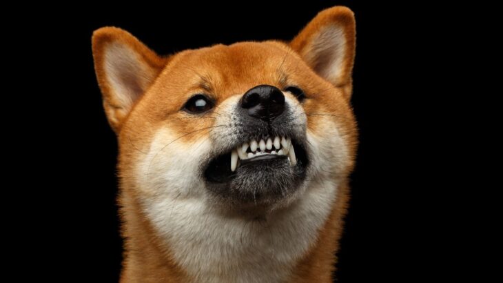 犬の『機嫌が悪い』ときにしてはいけないNG行為3選　あなたの行動が愛犬をよりイライラさせているかも…(ブログ)
