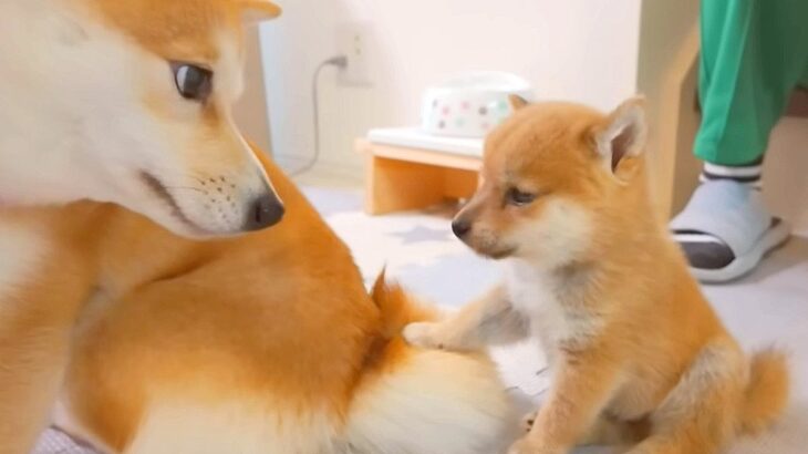 犬の赤ちゃんが『お手を覚えた』結果…お姉ちゃんにした『まさかの間違い』が可愛すぎると35万再生「そこじゃないｗｗ」「平和で癒された」(ブログ)