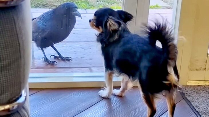 犬がいる家に『カラスが訪問してきた』結果…まさかの急展開と『種族を超えた行動』が46万再生「遊ぼうって誘ってるのかな」「お辞儀してる」(ブログ)