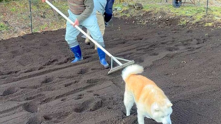 犬がおじいちゃんと一緒に『畑仕事』した結果…まさかの『フカフカ度をチェックする姿』が尊いと75万再生「足跡可愛すぎ」「なんて平和な世界」(ブログ)