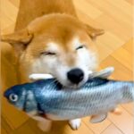 犬が『おやすみのお誘い』をしてきた結果…『お友達を連れてアピールする姿』が350万再生「神レベルの笑顔」「とんでもなく可愛い」と悶絶(ブログ)