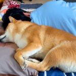 父が『体調不良でダウン』した結果…犬が見せた『優しすぎる神対応』に感動が止まらないと78万再生「本当の愛…」「でも枕占領してるの草」(ブログ)