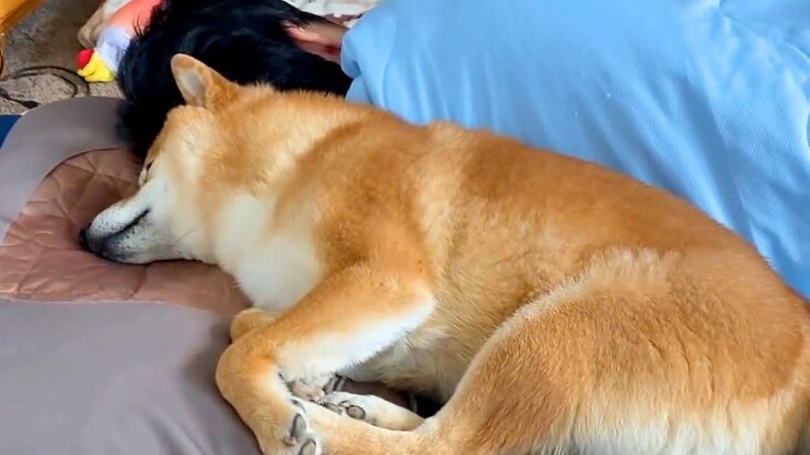 父が『体調不良でダウン』した結果…犬が見せた『優しすぎる神対応』に感動が止まらないと78万再生「本当の愛…」「でも枕占領してるの草」(ブログ)