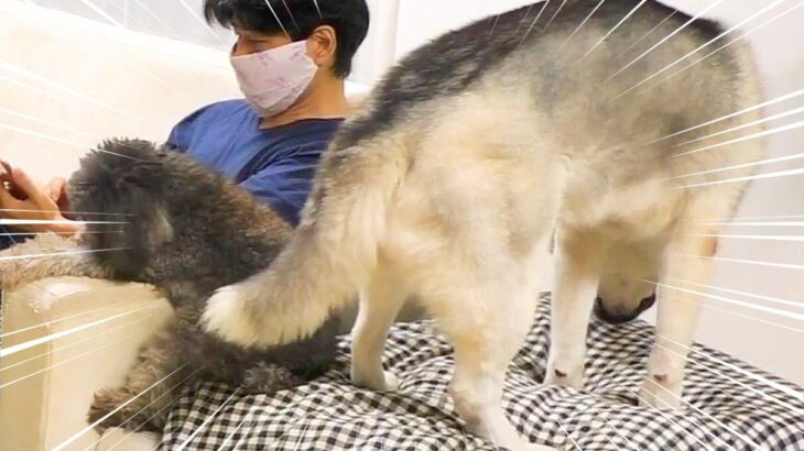 ハスキー犬が家族の前で『オナラ』した結果…まさかの『言い訳をする姿』が面白すぎると85万再生「リアクション️爆笑」「恥ずかしそうで草」(ブログ)