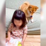 寝る前、小さな女の子が犬に『絵本の読み聞かせ』をした結果…思わぬ展開にビビり散らかす光景が話題「不意打ちｗ」「微笑ましい」と絶賛の声(ブログ)
