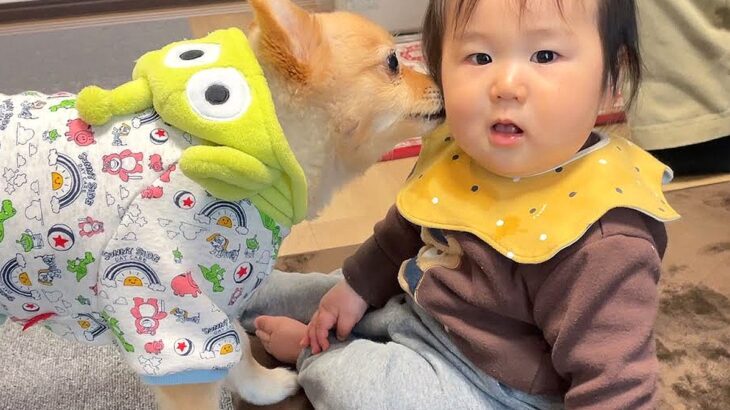 赤ちゃんを『我が子のように』お世話する犬…幸せすぎる『相思相愛な光景』が18万再生「優しいまなざし」「内緒話かわいい」と絶賛(ブログ)