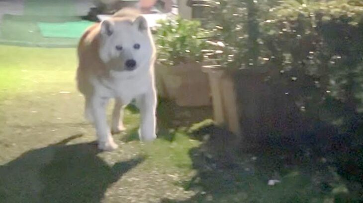 『お母さんの帰りが遅くなった』結果…心配した老犬の『お迎えダッシュ』が尊すぎると20万再生「疲れ吹っ飛ぶ」「玄関で待つの健気」と絶賛(ブログ)