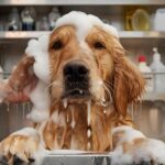 私はずっとゴールデンレトリバーに無理をさせていました…大反省して生まれた超スピードスキルとは？(ブログ)