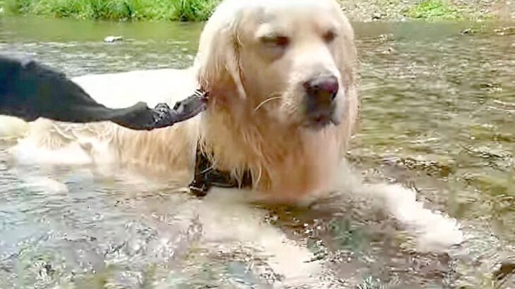 大型犬を川に連れて行った結果…想像以上に『くつろぐ』姿が可愛すぎると11万再生「露天風呂感がハンパないｗ」「なんとも愛らしい」と反響(ブログ)