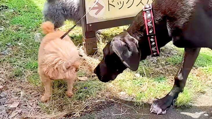 『超大型犬にイキってしまった小型犬』の末路…完全に想像通りな展開に爆笑の嵐「勇敢すぎて草」「まあ…そうなるよねｗ」と3万再生の反響(ブログ)