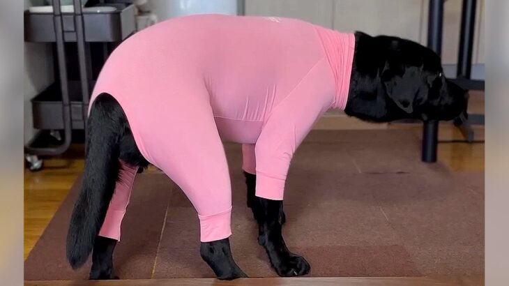 犬に『虫除けの服』を着せた結果…明らかにおかしい『まさかの姿』が面白過ぎると122万再生「なんとも言えない表情で草」「爆笑したｗ」(ブログ)