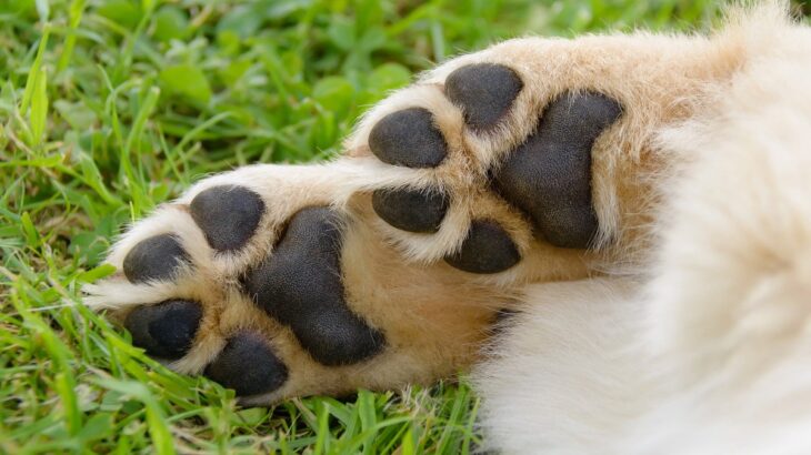 犬の肉球が果たしている『重要な3つの役割』日頃から健康状態をチェックしてケアしてあげよう(ブログ)