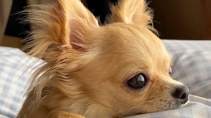 『私を捨てたの…？』犬が”捨てられた”と勘違いしてしまった結果…切なすぎる姿に涙腺崩壊「人間みたい」「頑張ったね」と17万再生突破(ブログ)