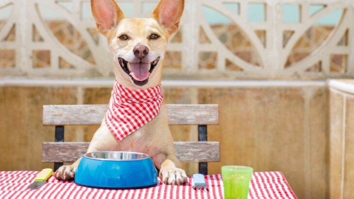 犬は『豆腐』を食べても大丈夫？愛犬にとってのメリットや与える際の適正量まで(ブログ)