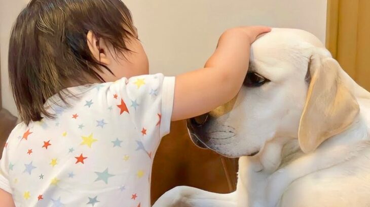 赤ちゃんが大型犬の頭を『初めてなでなで』した結果…『可愛すぎるリアクション』と尊い光景が49万再生「泣きそうｗ」「すごく優しい撫で方」(ブログ)