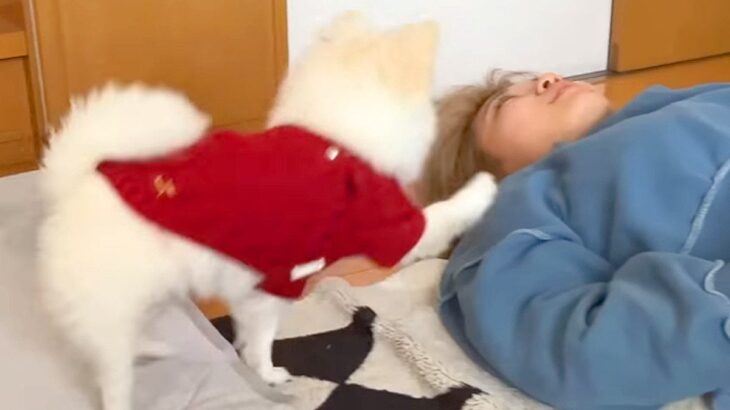 犬の前で妹がずっと寝ていた結果…『全力叩き起こし』が羨ましすぎると9万再生「優しいご家族」「天国のような起こし方」と絶賛(ブログ)