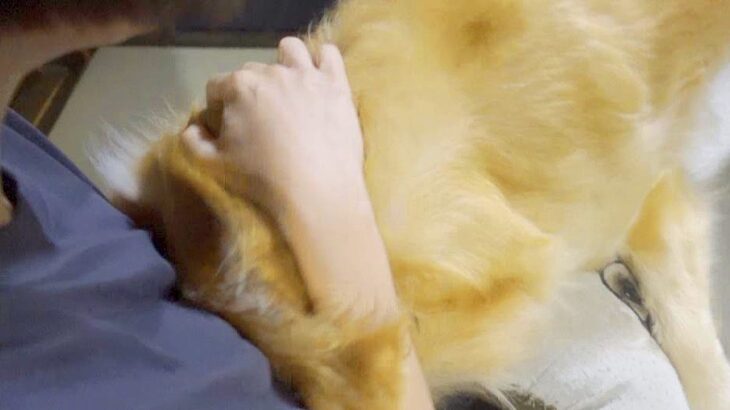 大型犬が『2時間ぶりにママと会った』結果…人間にしか見えない『まさかの反応』が80万再生「本当に泣いてる」「これだから犬って最高」(ブログ)