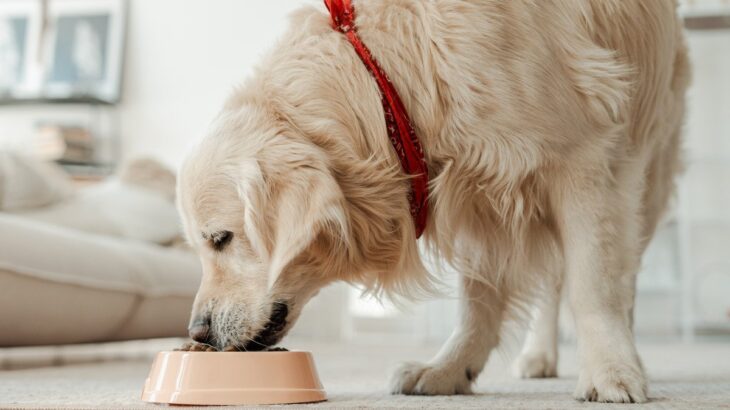 愛犬が『フード』と合わないときに見せる3つのサインとは　このような症状がでたら食事の変更を考えてみよう(ブログ)