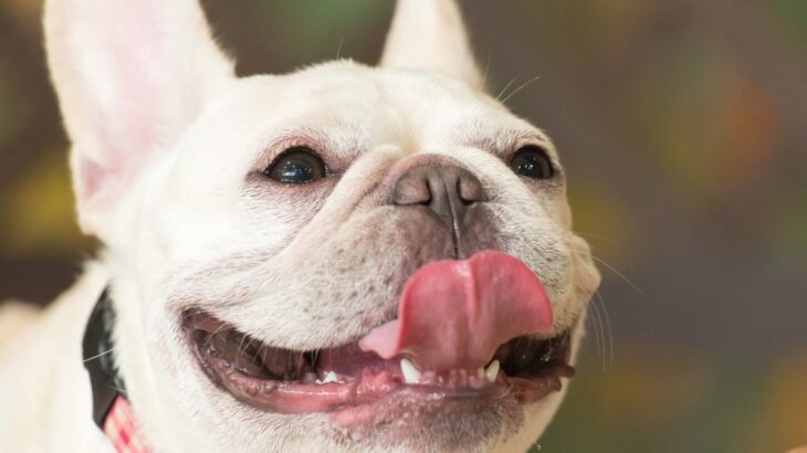 犬が『褒められて嬉しい』ときにみせる4つの行動　上手に褒めてあげるための大事なポイントとは(ブログ)