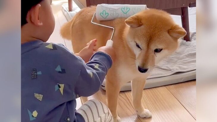 男の子がコロコロクリーナーにハマった結果…『犬の抜け毛のお手入れ』をしてあげる光景が23万再生「やり取り可愛い過ぎ」「お世話してるｗ」(ブログ)