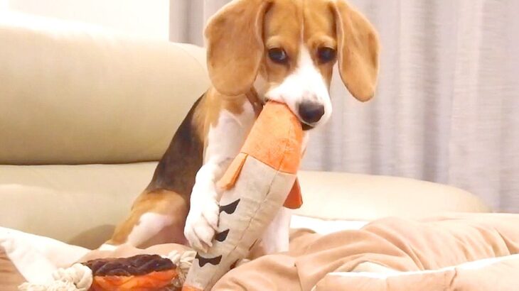 犬の『家の中と外での態度』を比較してみた結果…想像以上に『内弁慶すぎる姿』が可愛いと2万再生「ギャップｗ」「尻尾だだ下がりで草」と爆笑(ブログ)
