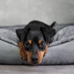 犬がケガをしたときに見せる行動4つ　見逃せないサインと手遅れにならないための対応とは(ブログ)