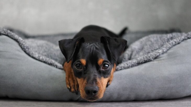 犬がケガをしたときに見せる行動4つ　見逃せないサインと手遅れにならないための対応とは(ブログ)