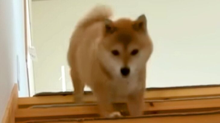 『寝坊した…』犬が”パパとの約束を忘れてしまった”結果…大慌てで見せた『まさかの行動』が可愛すぎると52万再生「ヤバッて顔してて草」(ブログ)