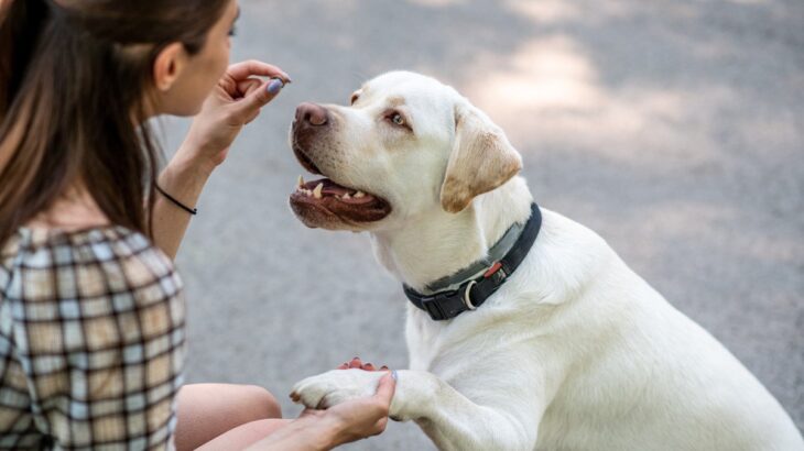 犬の『しつけ』はどこまでしたらいい？お互いが快適に過ごすために必要なことを心掛けよう(ブログ)
