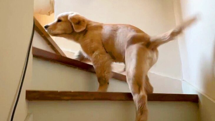 子犬に『2階の存在がバレた』結果…大騒動の一部始終が可愛すぎると12万再生「ちょっとずつ領土を拡大してて草」「全く反省が無いｗ」と爆笑(ブログ)