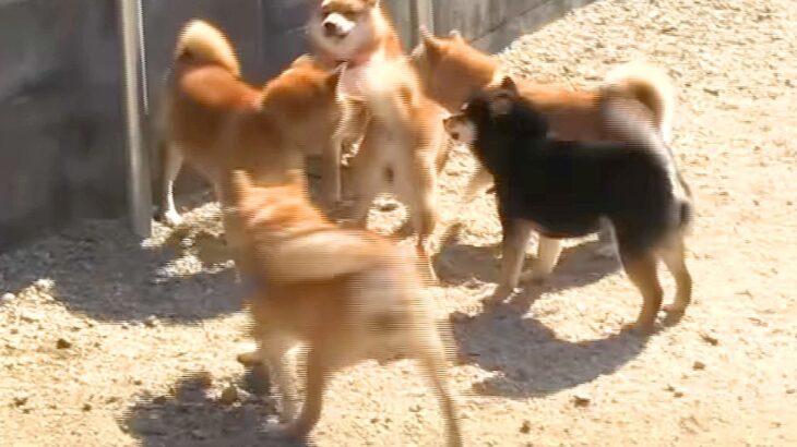 犬が里帰りで『家族と再会』したら大混乱に…『温度差が激しい』光景が可愛すぎると57万再生「どの子が誰かわからんｗ」「家族っていいね」(ブログ)