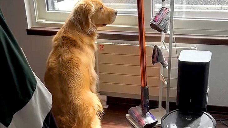 仕事を終えて帰ってきたら…犬が見せた『切ないリアクション』に4万8000再生の反響「独りにされて拗ねてる？」「心の中では大喜びかと」(ブログ)