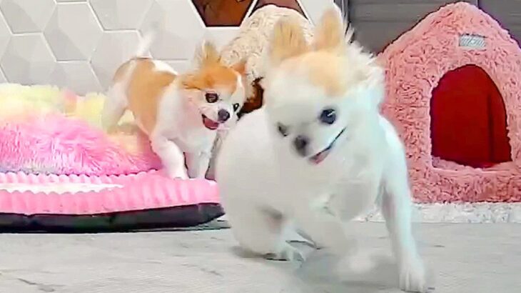 犬2匹の『お留守番中の様子』を覗いてみた結果…『衝撃の行動』が面白すぎると25万再生「大暴走面白いｗ」「天真爛漫すぎて草」と爆笑(ブログ)