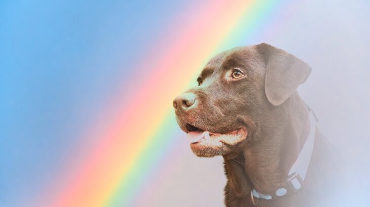 亡くなった犬のお盆の迎え方とは？飼い主は何をすべき？適切な供養の仕方までご紹介(ブログ)