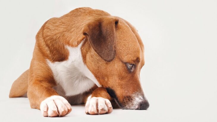犬が不安に思っている『4つのこと』心の負担を減らすために飼い主ができることとは？(ブログ)
