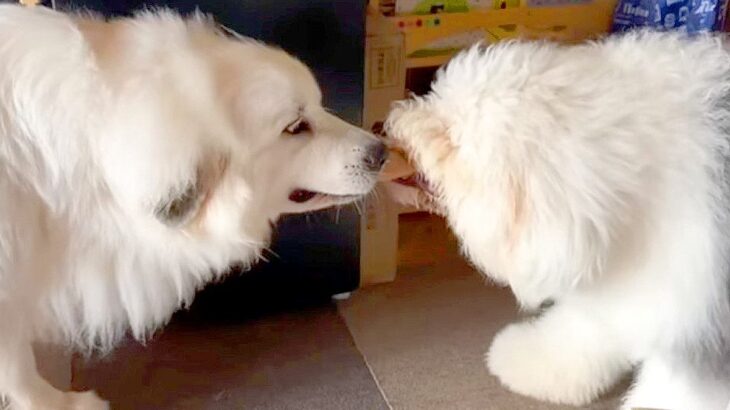 大型犬が『女の子のおもちゃを奪おうとした』結果…優しかったお兄ちゃんの『本気の激怒』が51万再生「真剣な眼差し」「立派な教育に感動」(ブログ)