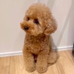 『雷鳴ってる…？』犬が”大きな音”に震えていた結果…『まさかの勘違い』が可愛すぎると96万再生「可哀想だけど爆笑」「抱きしめたいｗ」(ブログ)