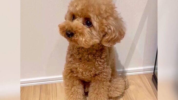 『雷鳴ってる…？』犬が”大きな音”に震えていた結果…『まさかの勘違い』が可愛すぎると96万再生「可哀想だけど爆笑」「抱きしめたいｗ」(ブログ)