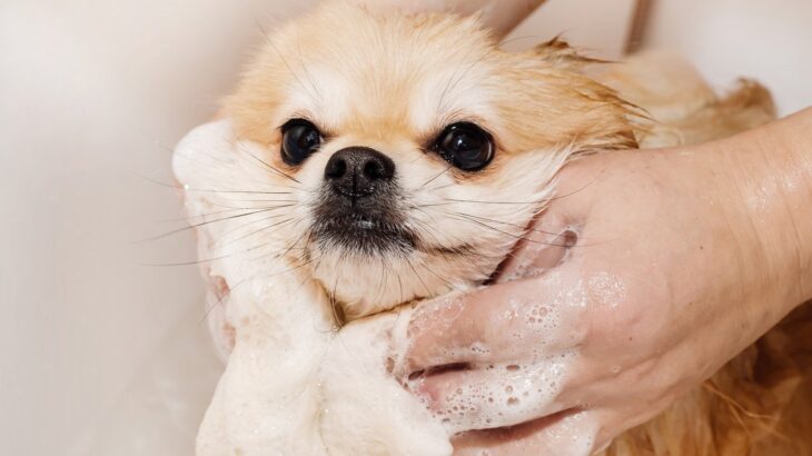 犬を”毎日お風呂”にいれるのは絶対にNG その理由と犬種や年齢によって変わる適切な頻度を解説(ブログ)
