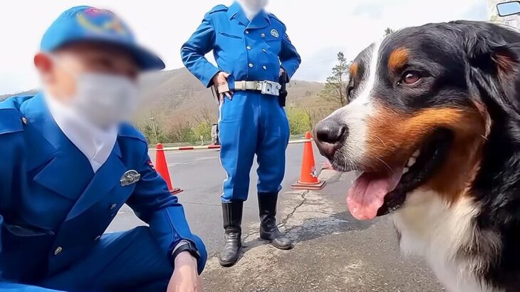 『ちょっといい？』大型犬が警察に職務質問された結果…とんでもなく平和な『ポリスメンとのやり取り』が28万再生「犬好き隊員さん素敵」と絶賛(ブログ)