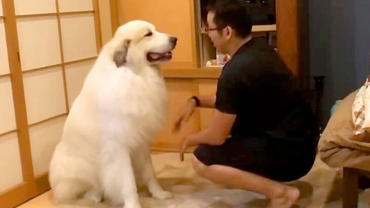 超大型犬が『飼い主に縄張りを荒らされた』結果…まさかの『コントのようなやり取り』が可愛すぎると169万再生「無言の抗議ｗ」「圧ヤバ笑」(ブログ)