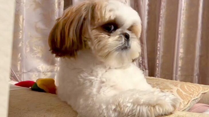 犬が椅子に座っていたので撮影した結果…まるで人間な『優雅すぎる姿』に爆笑「中に誰かが…ｗ」「ゴッドファーザーで見たことある」と86万再生(ブログ)