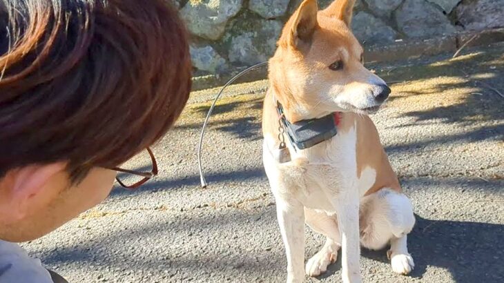 夫婦が『迷子犬』を発見した結果…『保護から飼い主発見まで』の一部始終に賞賛の嵐「対応力がすごすぎる」「お手本にしたい」と77万再生(ブログ)