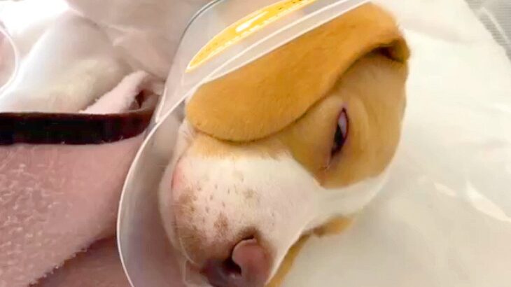 お迎えした犬の腫瘍が突然破裂…困難に立ち向かう『1年間の物語』に感動の声相次ぐ「愛で涙が止まらない」「よく頑張った」と508万再生(ブログ)