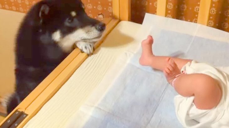 赤ちゃんが泣き出した結果、犬が…愛に溢れた『心配する光景』が優しすぎると36万再生「手伝いたいのかな？」「素敵なお兄ちゃん」と絶賛(ブログ)